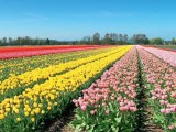 Holandsko - země pestrých květin a lahodných sýrů